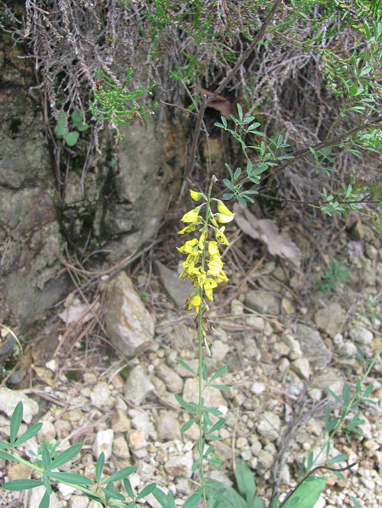 Cytisus nigricans / citiso scuro